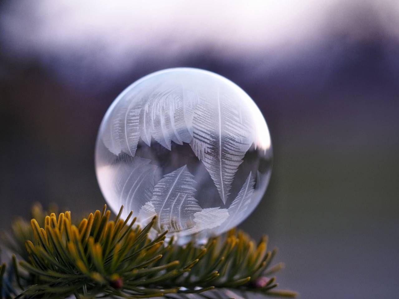 ball, circle, round, white, glass, plant
, 