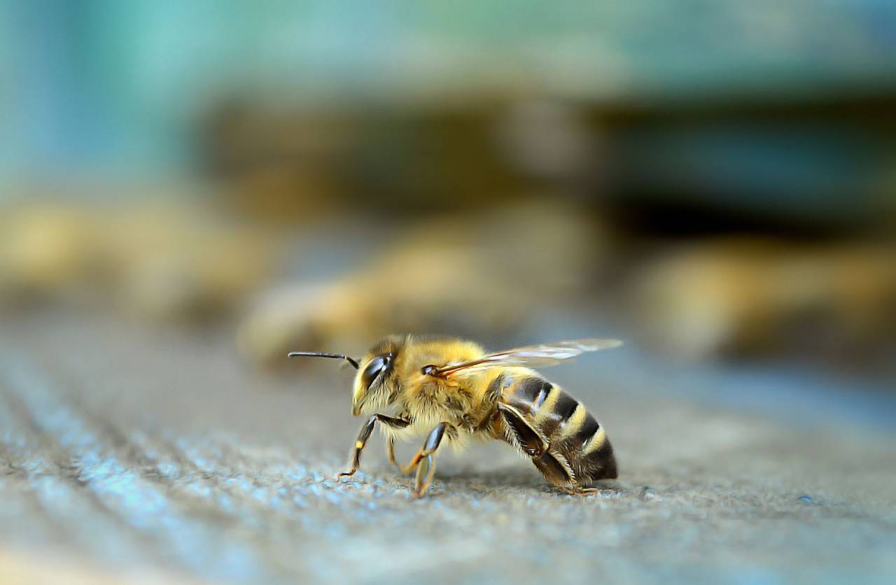 Abeja, insecto, naturaleza, salvaje, jardín, colmena, amarillo, volar,