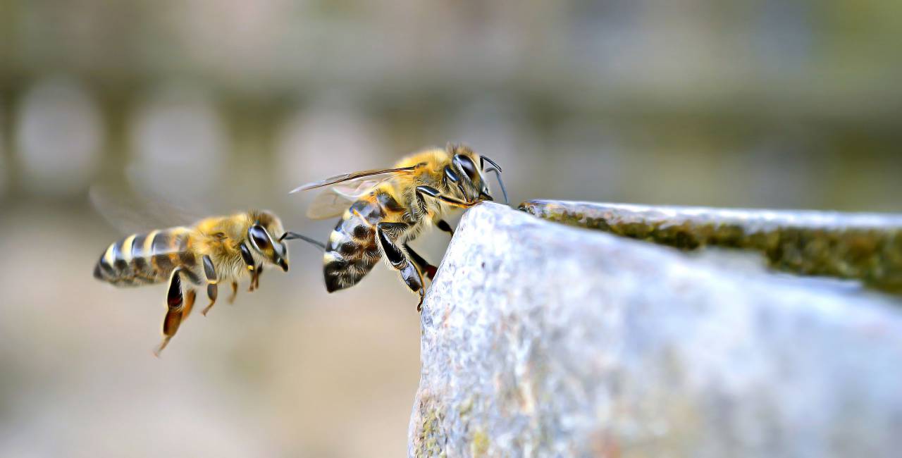 abejas, volar, insectos, insectos, beber, beber, agua, día, animal, naturaleza, colmena, néctar, miel, al aire libre, alas,