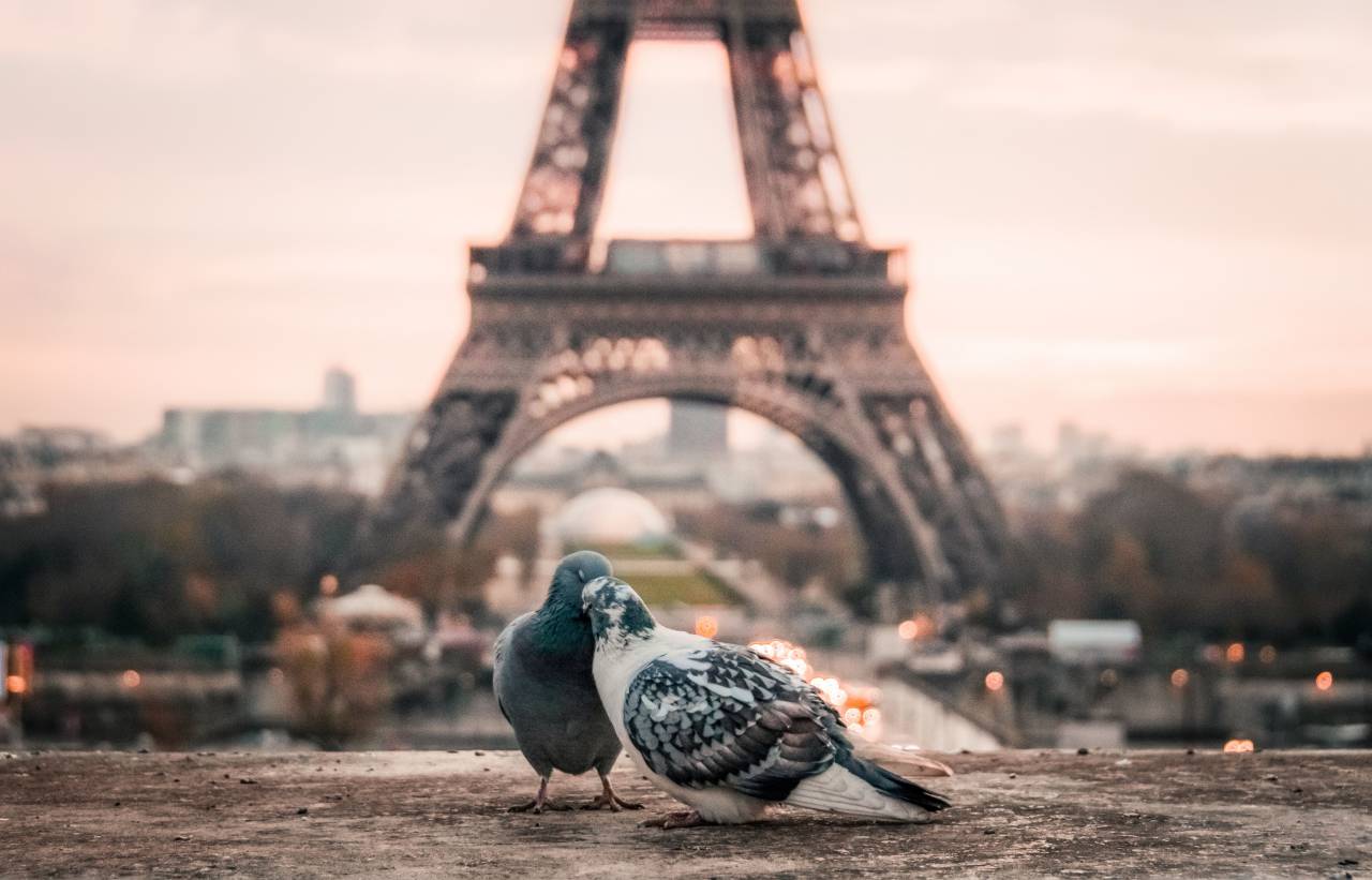 bird, couple, beak, paris, eiffel tower, urban, city, architecture, infrastructure, structure
, 