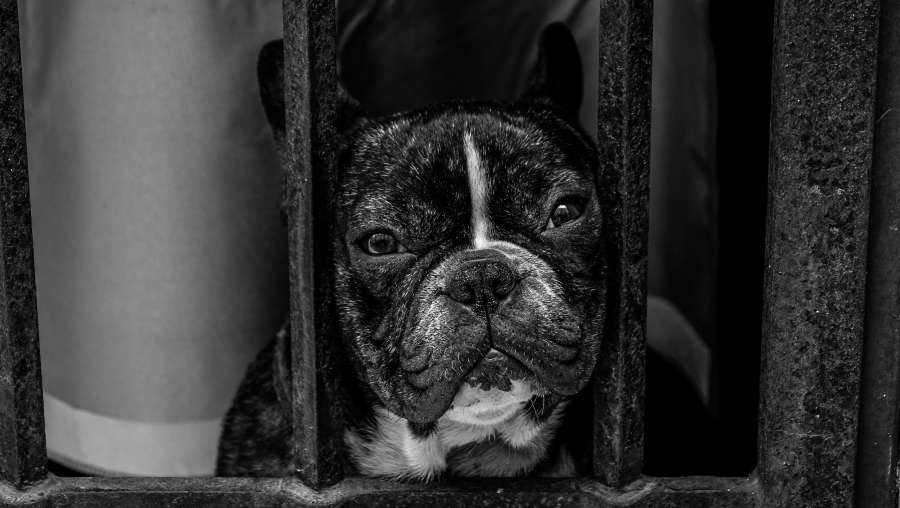 black and white, dog, pet, pug, animal, grill, cage, monochrome
, 