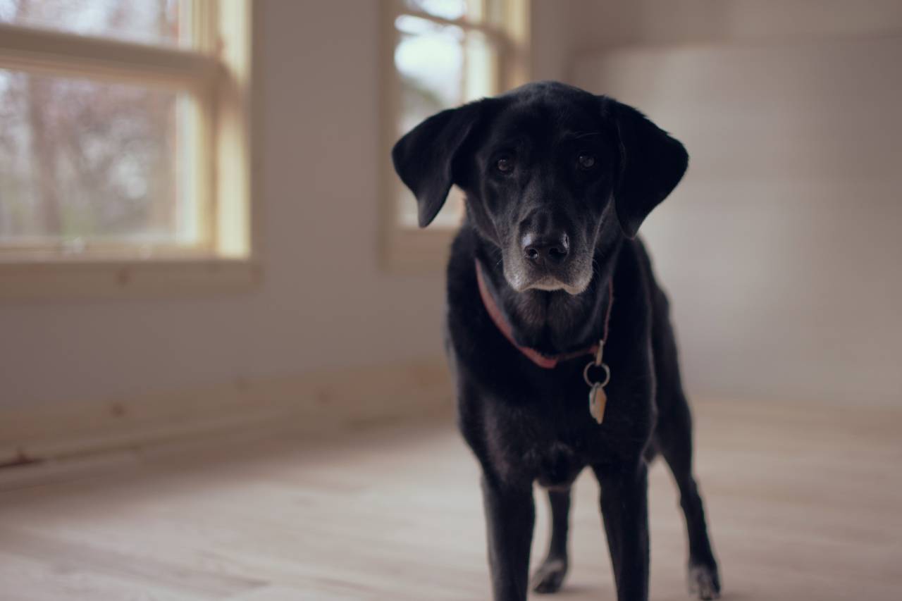 black, puppy, dog, pet, house, inside, interior
, 