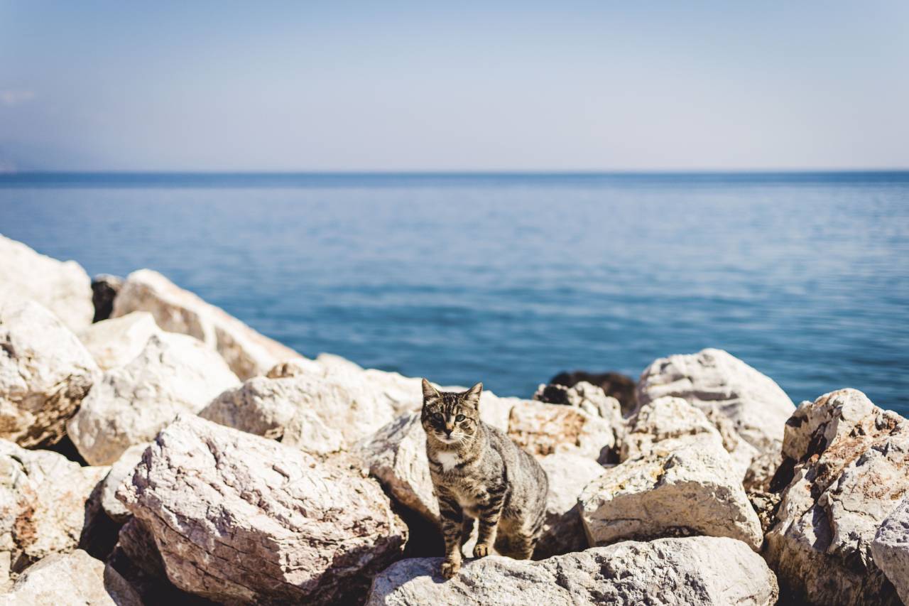 blue, ocean, sea, water, horizon, sky, rocks, summer, coast, cat, animal, pet
, 