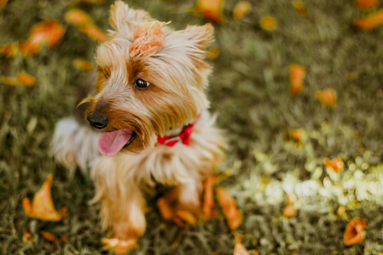 blur, bokeh, playground, dog, puppy, animal, pet
, 