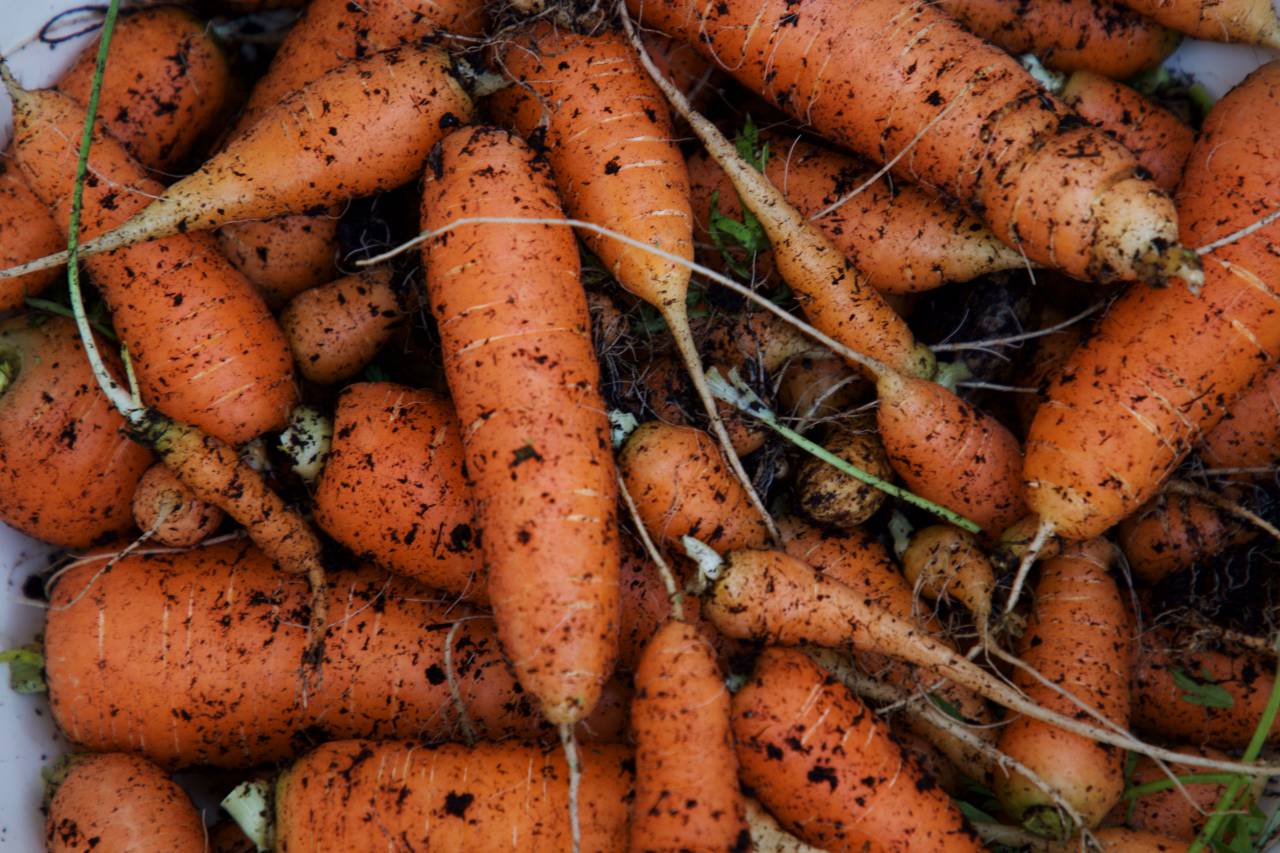 carrots, soil, vegetables, dirt, garden, food, earth, organic, raw, gardening, growing, orange, carrot, fresh, background, ingredient, healthy
, 