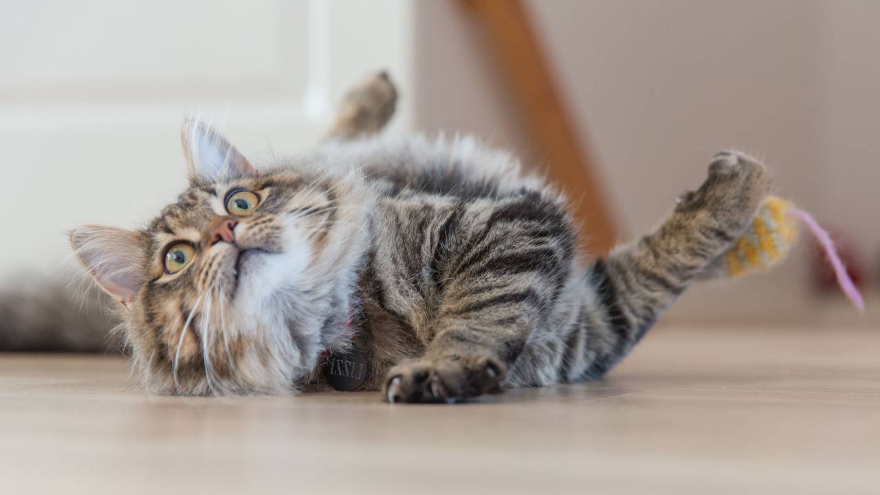 animal, bigotes, conmocionado, gatito, gato, hilo, monada, piso,