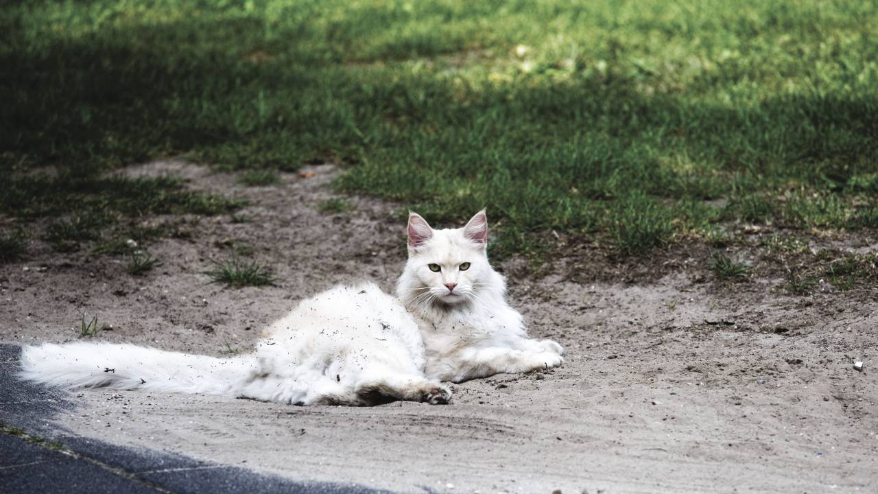 cat, animal, kitten, cute, white, eyes, whiskers, ground, green, grass
, 