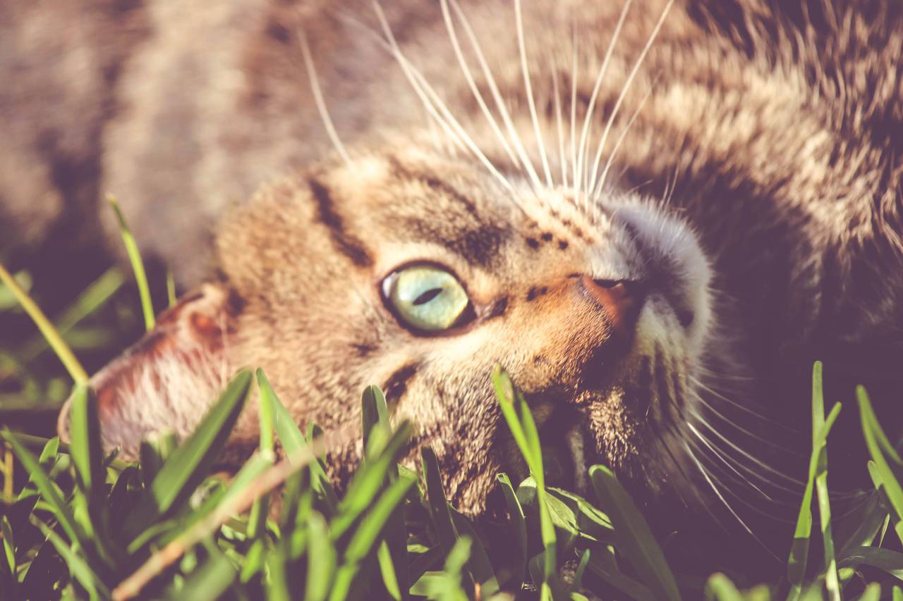 animal, gato, gatito, hierba, mascota, naturaleza,