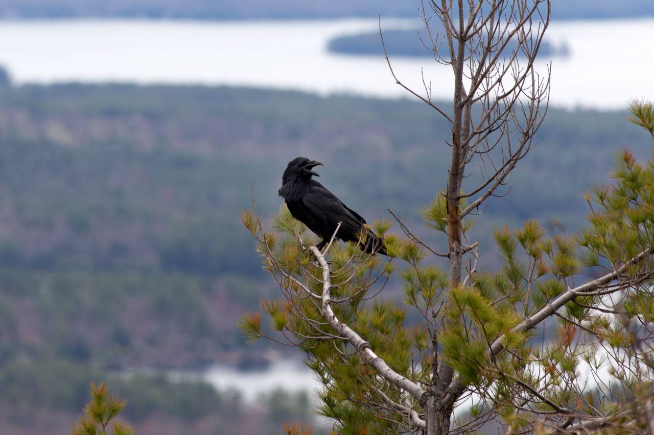 crow, tree, animal, bird, crowing, black, branch, birdwatching, landscape, nature, beak, lake, treetop, wildlife, wild, wings
, 
