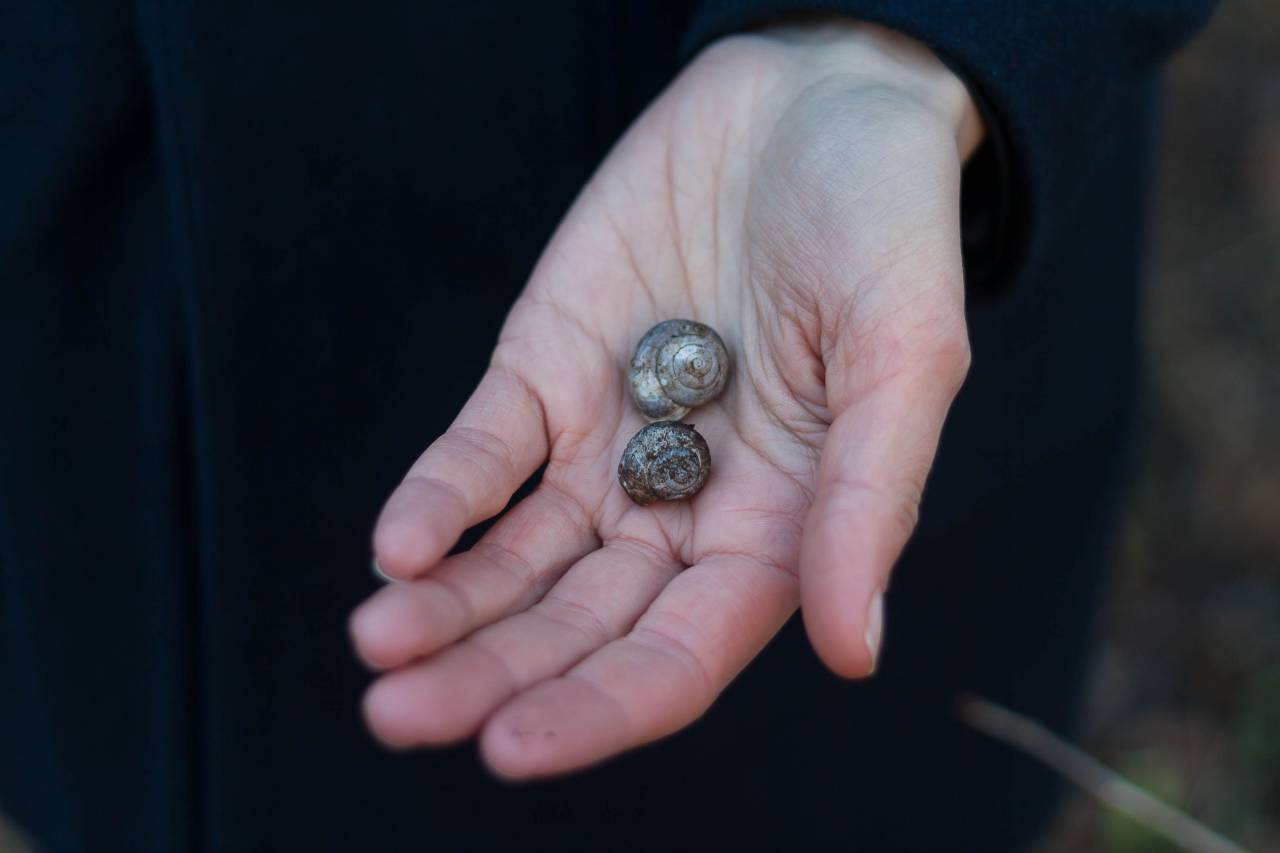 dark, blur, hand, palm, snail, outdoor
, 