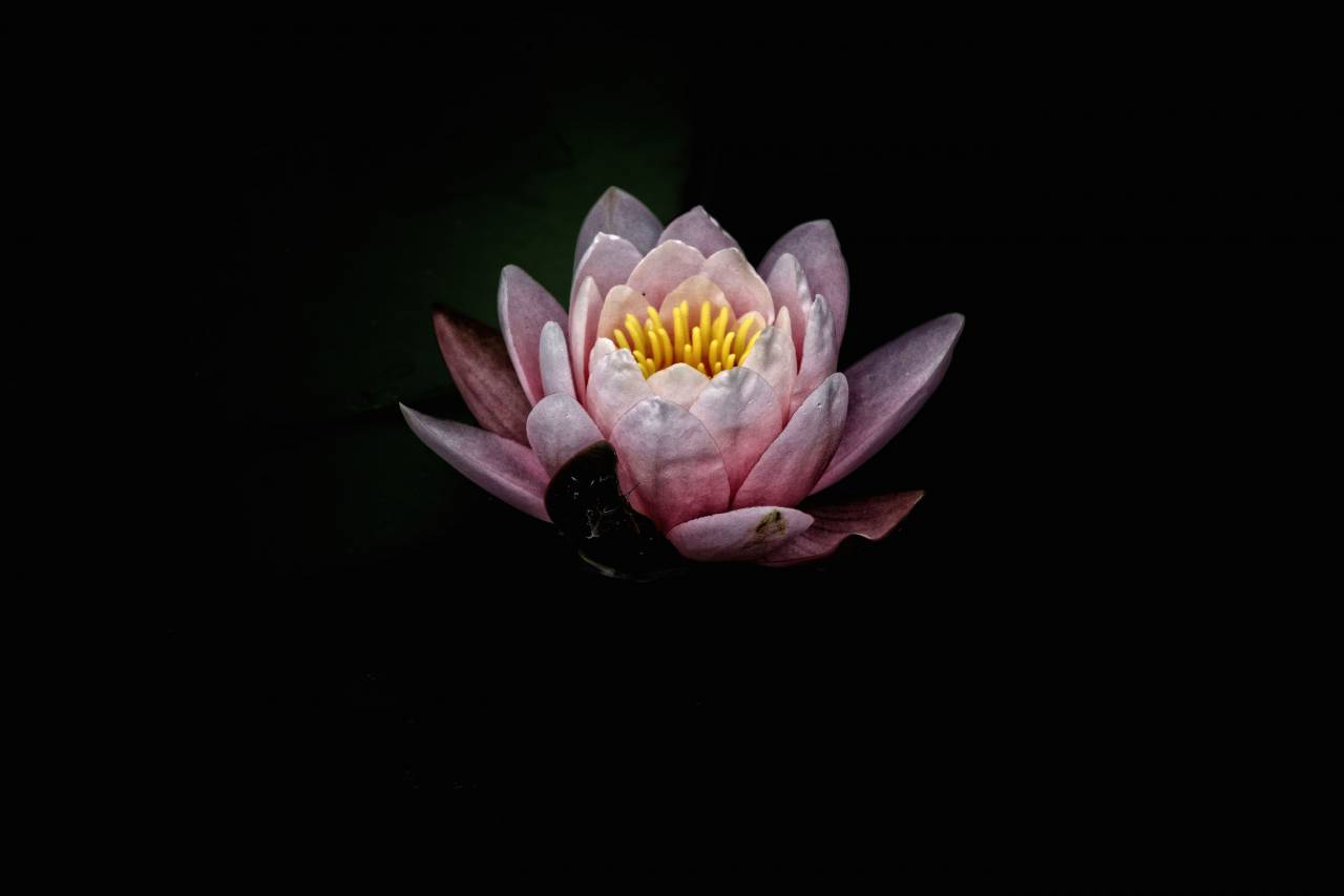 oscuro, rosa, flor, pétalo, floración, naturaleza,