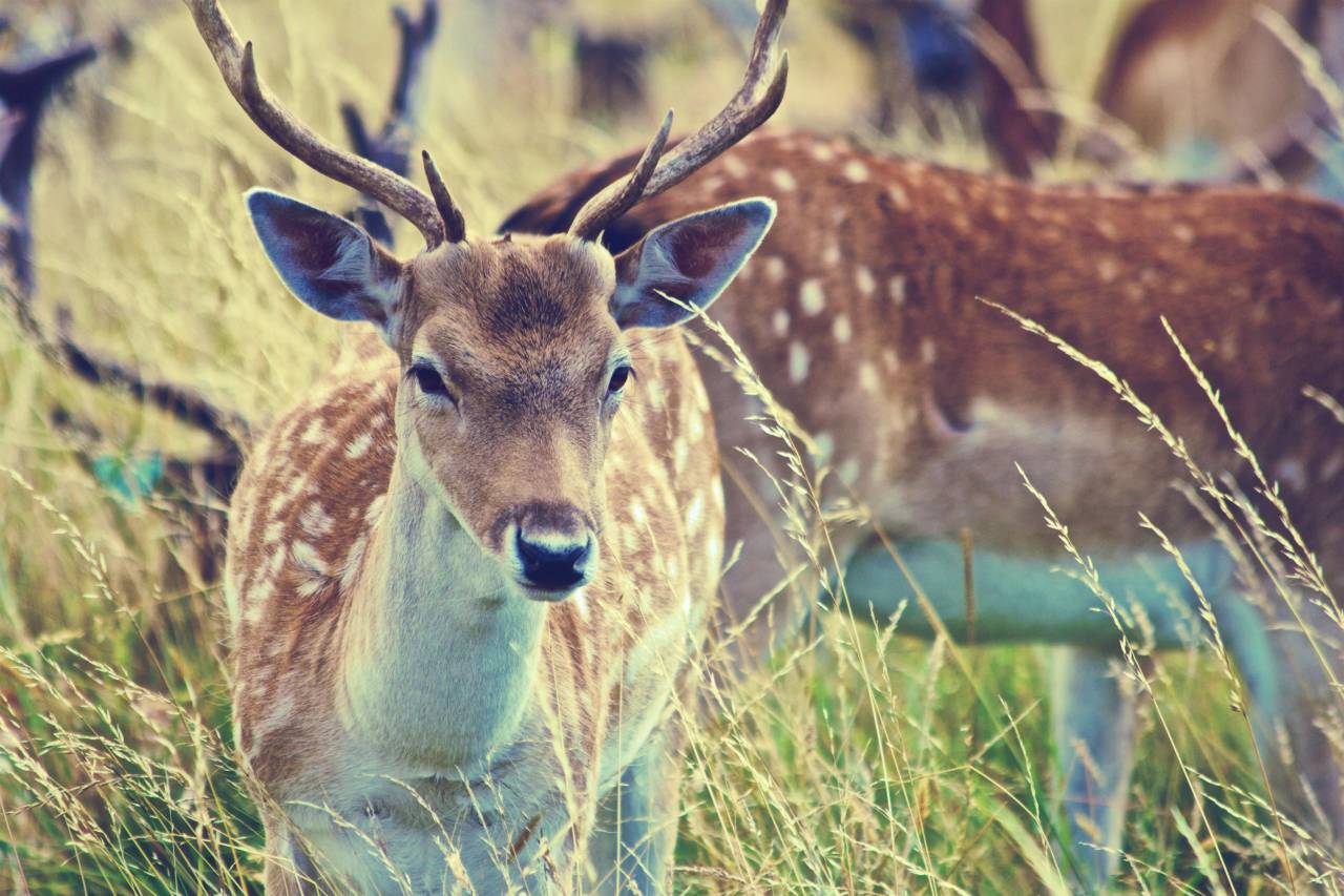 deer, antlers, animals, grass, field, nature
, 