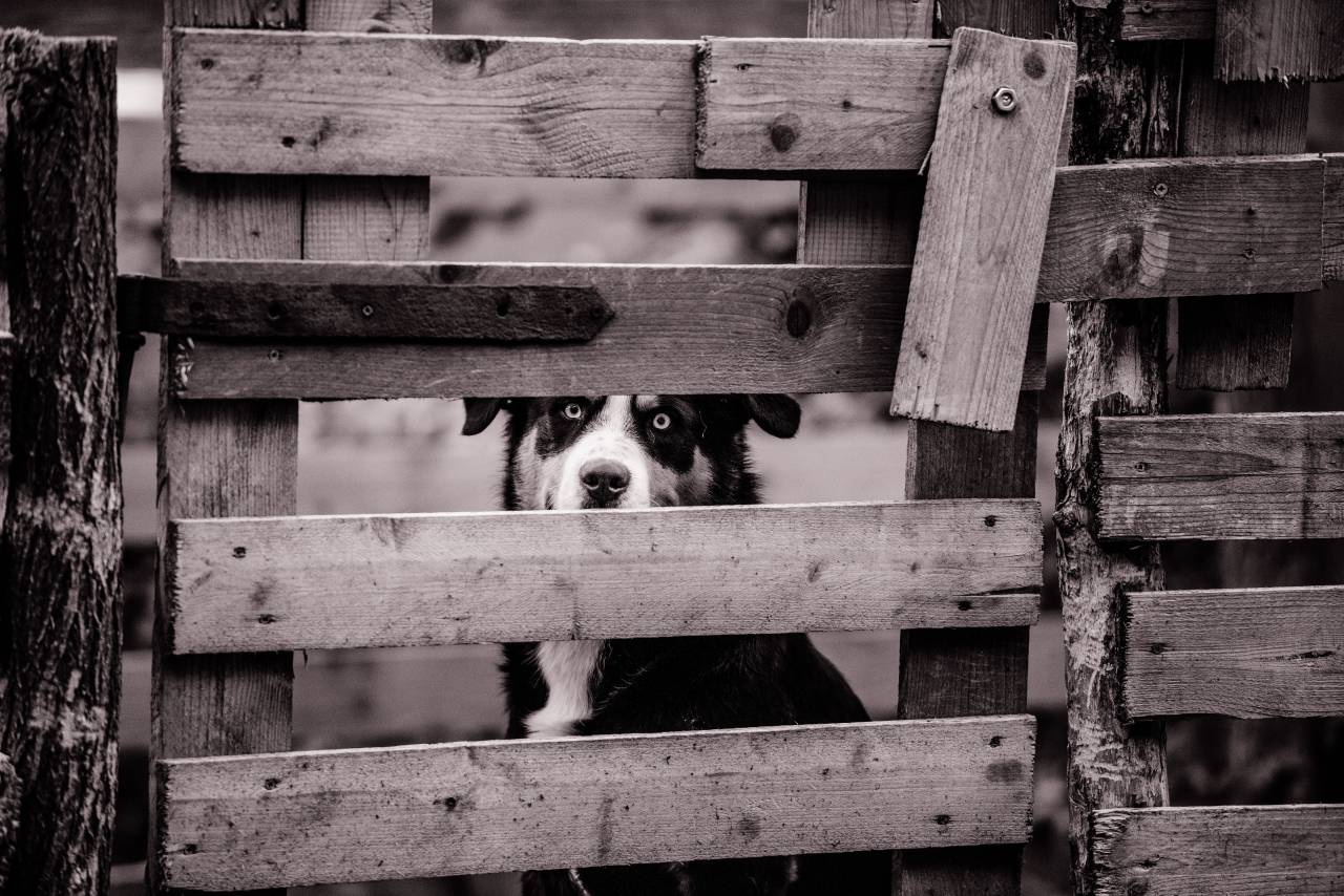 dog, animal, mammal, eyes, woods, fence, fierce
, 