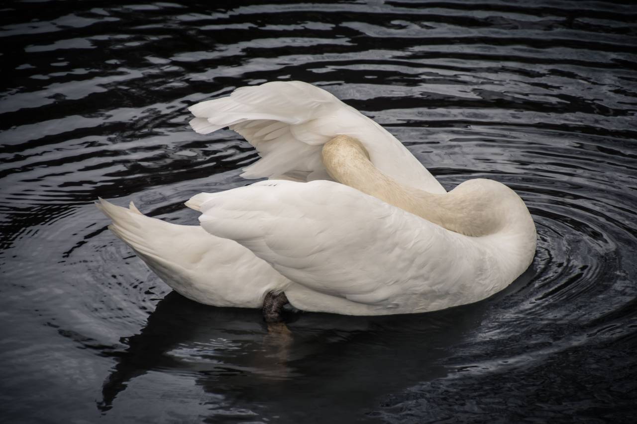 duck, swan, bird, animal, water, reflection
, 