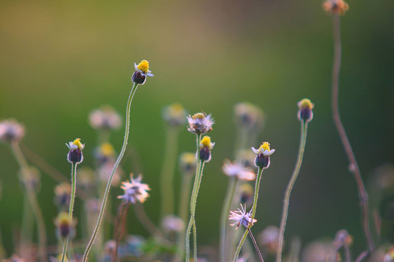 flower, nature, plant, outdoor, garden, blur
, 