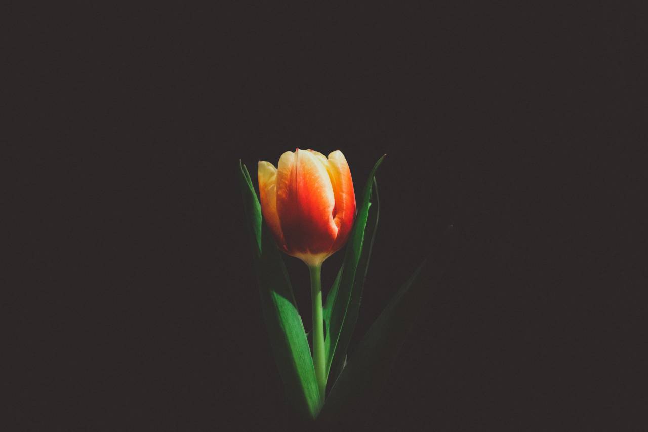 Flor, rosa, naturaleza, tallo, flor, naranja, oscuro, pétalos, hojas,
