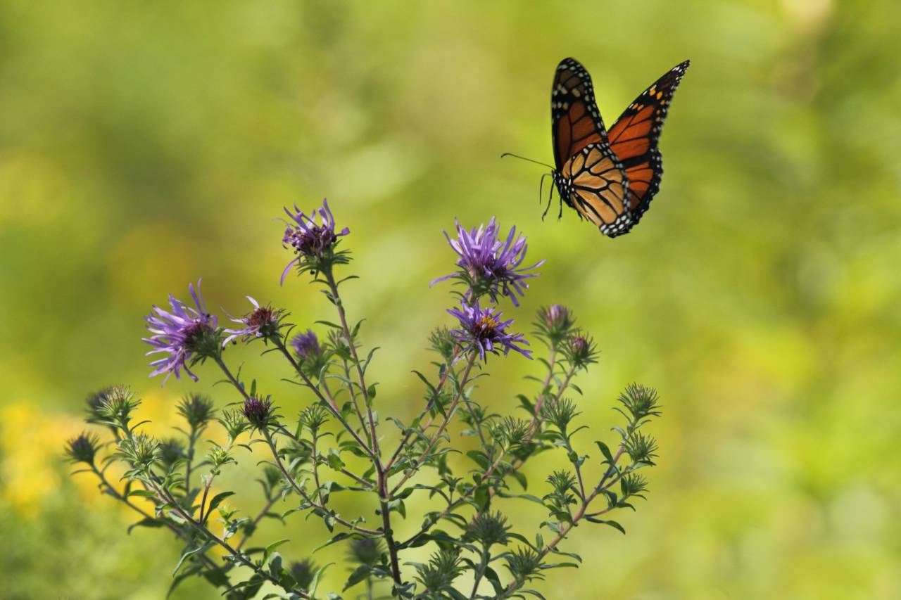 flower, violet, petal, bloom, garden, plant, nature, autumn, fall, butterfly, moth, insect
, 