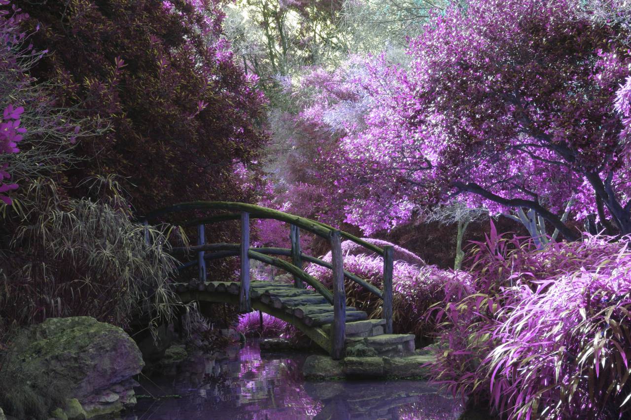 flower, violet, petal, bloom, garden, plant, nature, autumn, fall, nature, travel, adventure, bridge
, 
