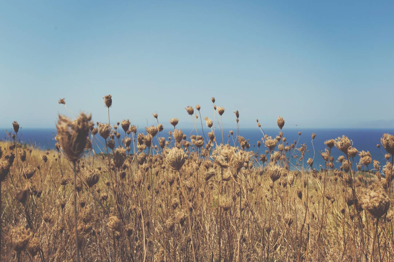 flores, capullos, azul, cielo, agua,