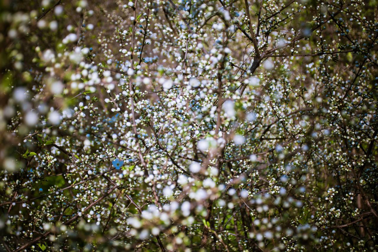 flowers, nature, blossoms, branches, stems, stalk, white, petals, bokeh, outdoors, garden
, 