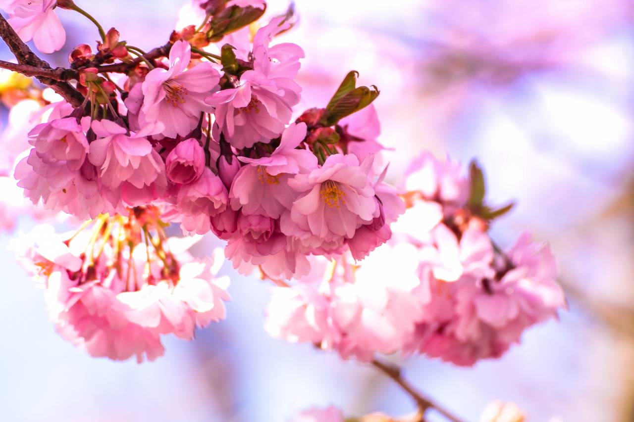 Flores, naturaleza, flores, rosa, cereza, sakura, ramas, pétalos, hojas, tallos, macro, bokeh, al aire libre,
