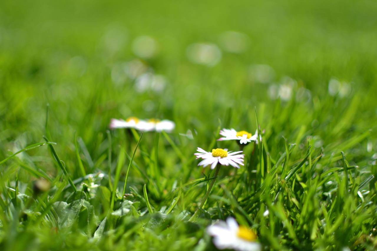 Flores, naturaleza, flores silvestres, césped, blanco, tierra, al aire libre, bokeh, todavía,