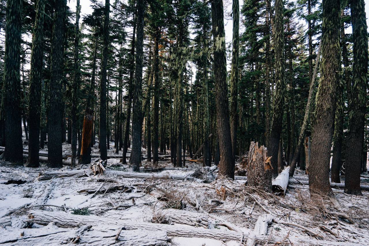 Bosque, maderas, árboles, musgo, nieve, troncos, ramas, naturaleza,