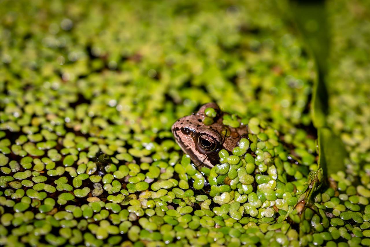 frog, green, wild, nature, eye, ecosystem, croak, amphibian, biology, tropical, toad, close up, animal, hiding, camouflage
, 