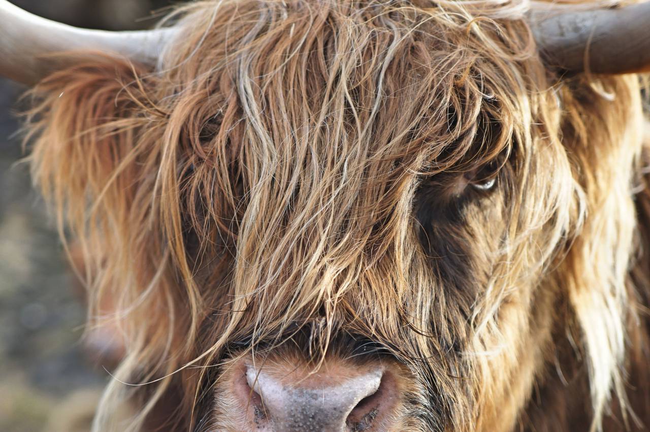 goat, animal, wildlife, forest, woods, snout, hair
, 