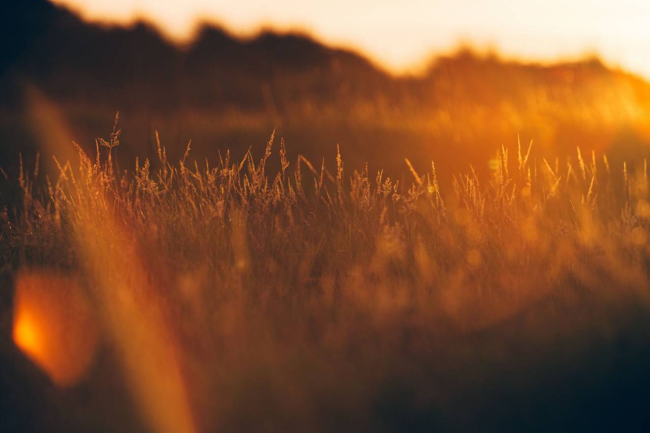 Hierba, planta, campo, puesta de sol, amanecer, sol, sol, naranja,