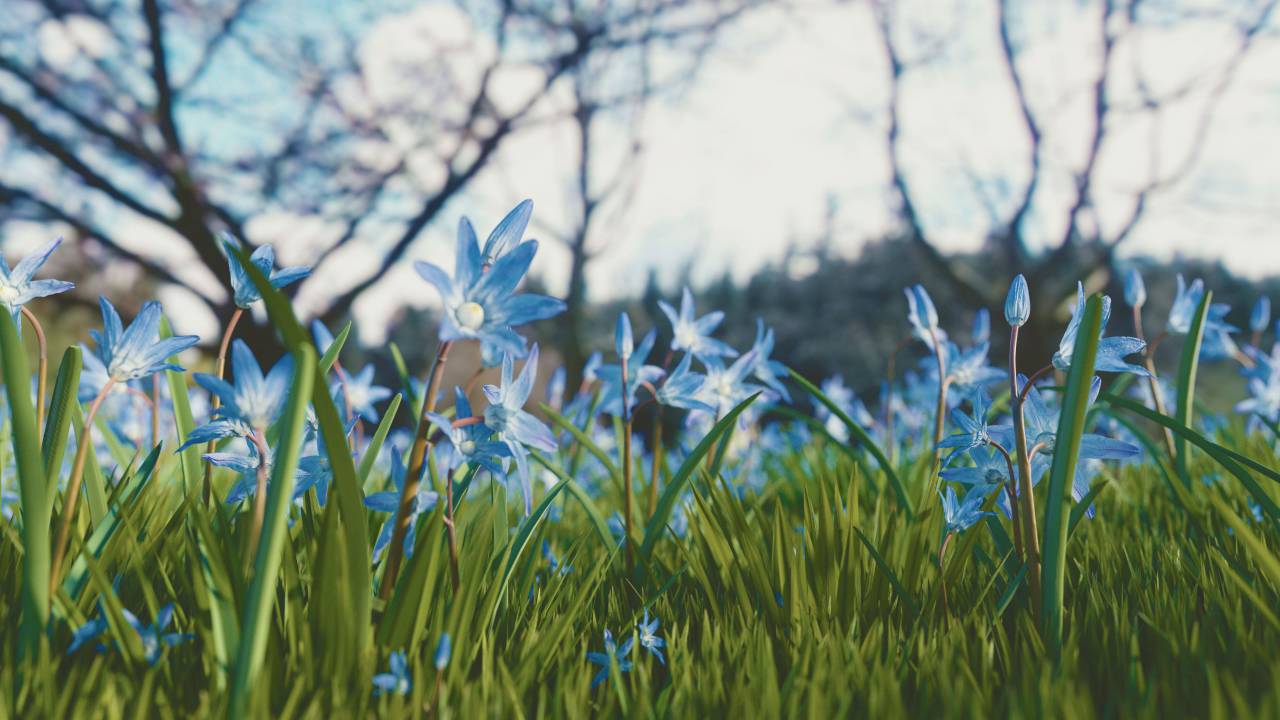 al aire libre, árboles, azul, césped, desenfoque, flores, jardín, naturaleza,