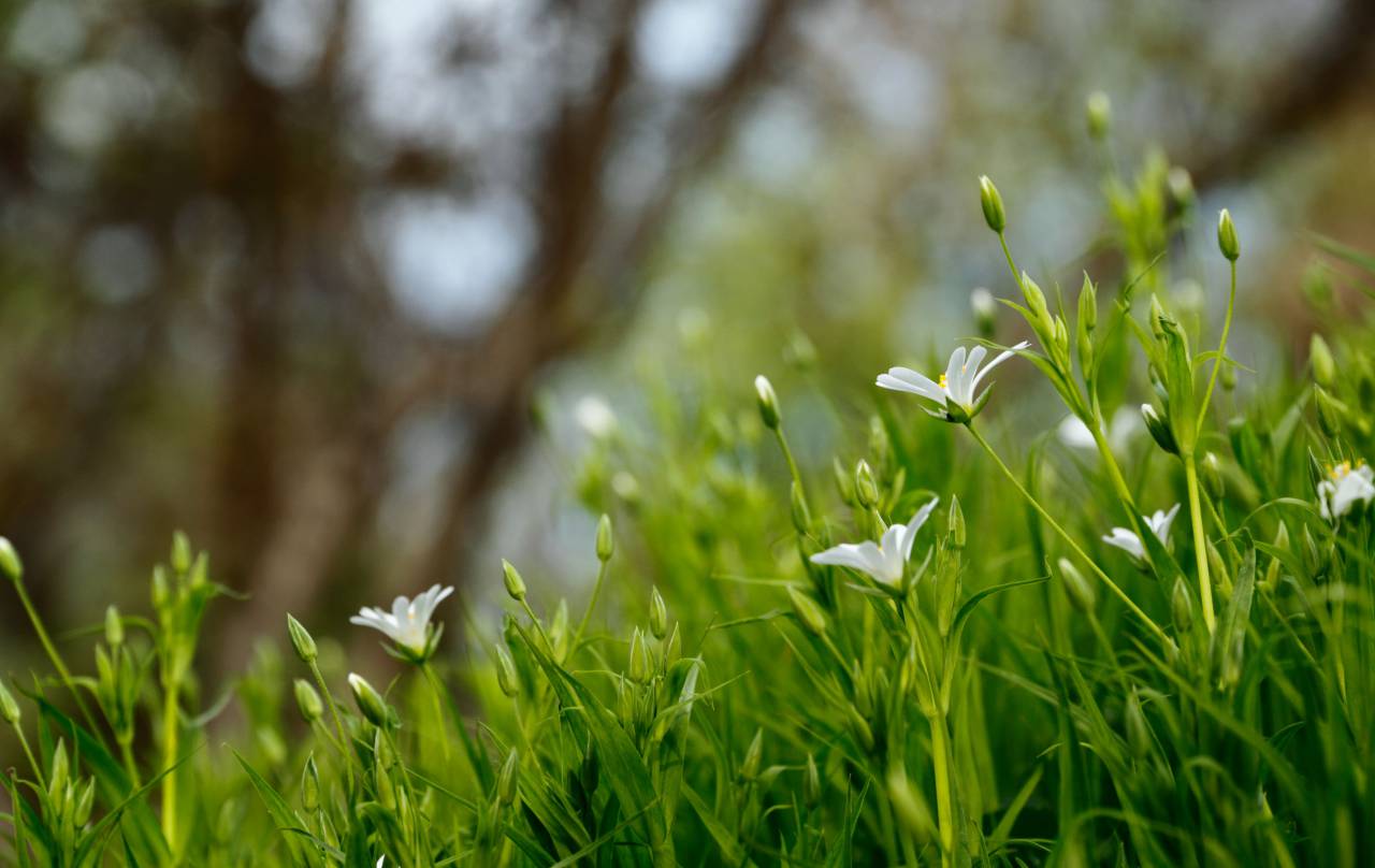 green, leaf, plant, nature, blur, bokeh, outdoor, flower
, 