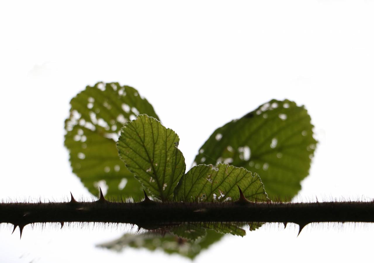 green, leaf, plant, nature, love, heart, butterfly, thorn, stem, trunk
, 