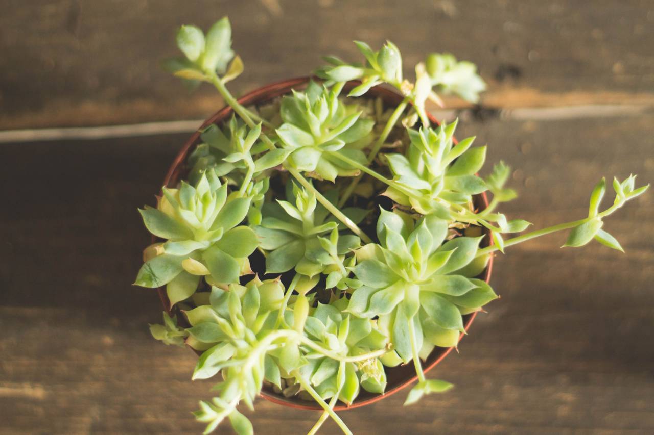 Verde, planta, flor, maceta, naturaleza, jardín, fuera,