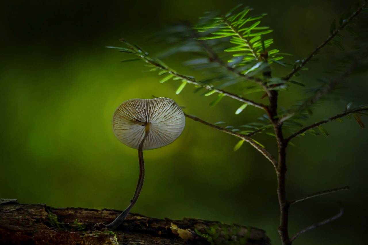 green, plant, nature, mushroom, fungus, food, wood, outdoor, environment
, 