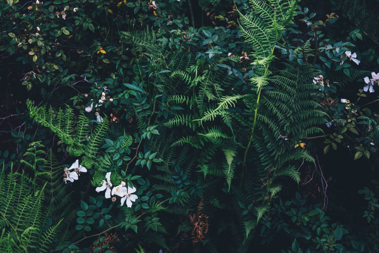 verde, plantas, hojas, jardín, naturaleza,