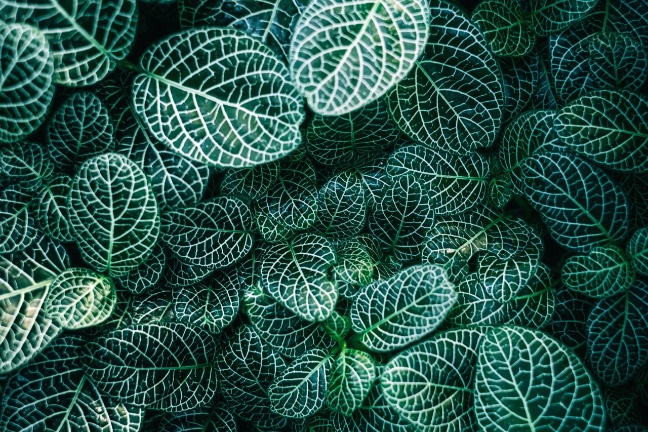 verde, plantas, naturaleza, hojas,