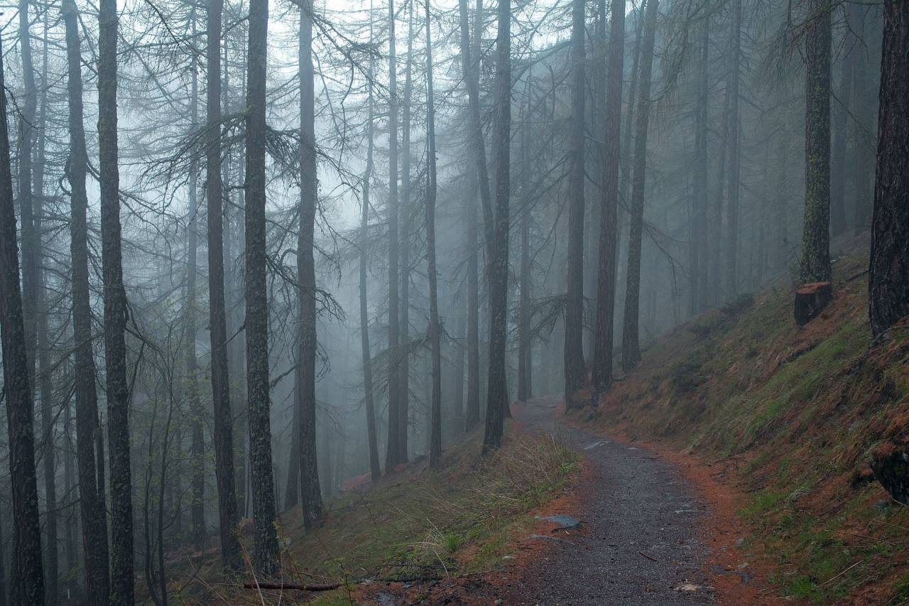 grey, dark, fog, haze, trees, forest, nature, woods, path, grass, leaves, trail, hill
, 