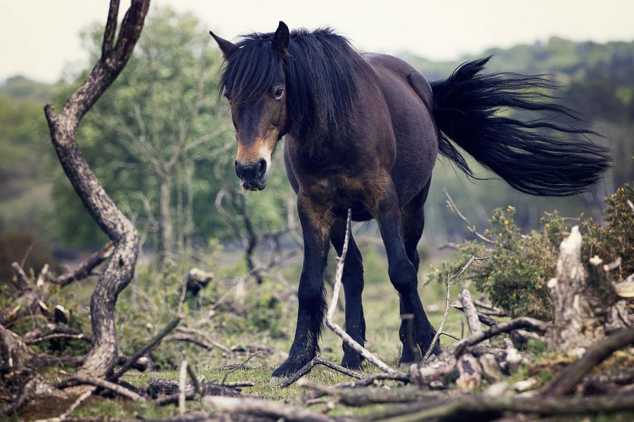 caballo, melena, cola, animal, naturaleza,