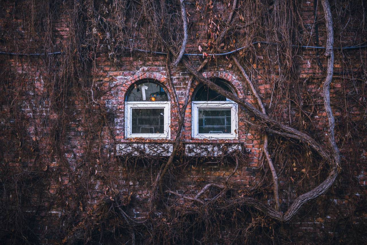 house, home, residence, exterior, bricks, wall, windows, panes, branches, vines, fall, autumn, dry, brown
, 
