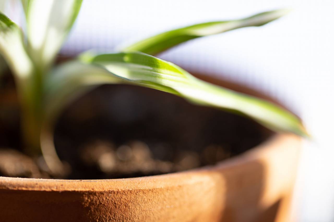 Casa, planta, de cerca, interior, decoración, verde, naturaleza, crecer, crecimiento, botánica, decoración, detalle, hogar, mínimo, tiempo de día, maceta, suelo,