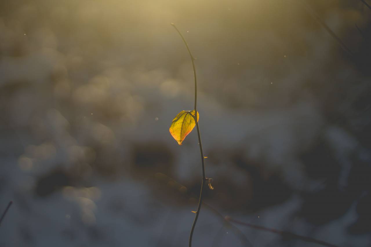 leaf, vine, plant, autumn, bokeh, blur
, 