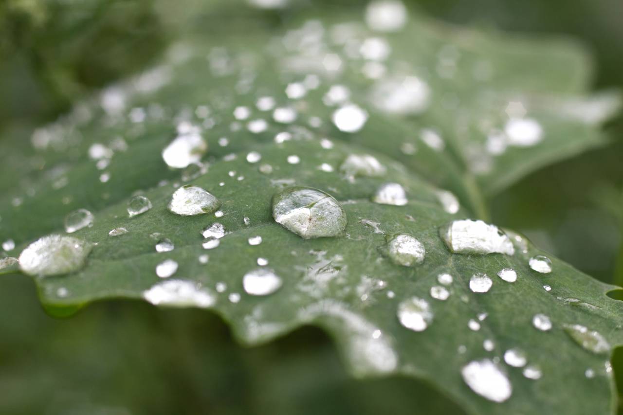 leaves, green, plant, garden, water, drops, rain
, 