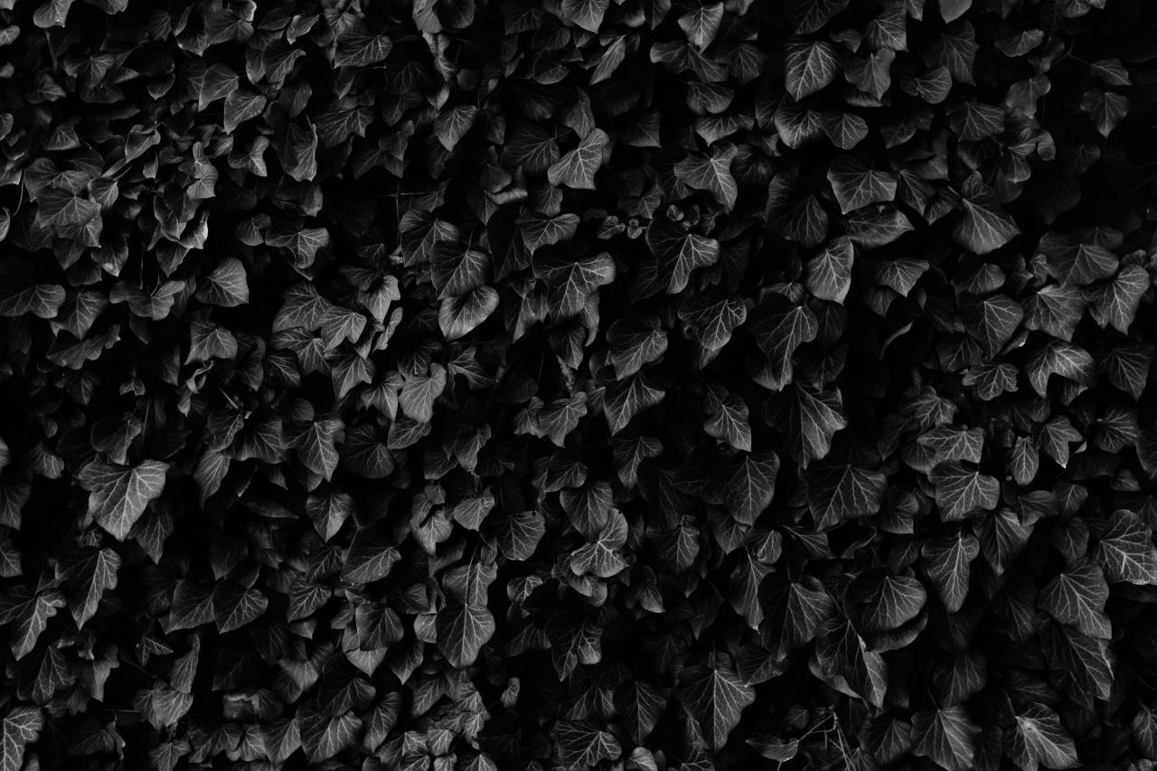 leaves, veins, garden, black and white, monochrome
, 