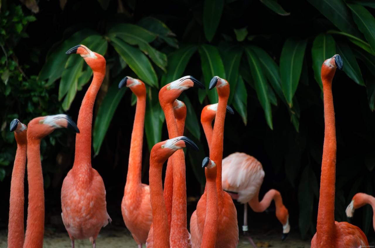 long, neck, orange, birds, animal, green, plant
, 