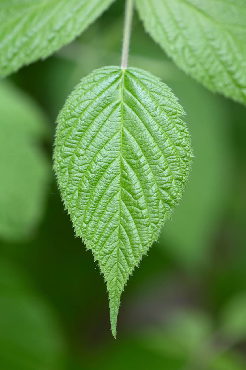 macro, plant, leaf, natural, texture, nature, leaves, green, background, growth, close up, pattern, forest, mobile wallpaper, trees
, 