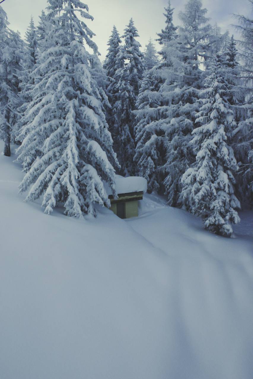 naturaleza, manta, nieve, bosque, árboles, pino, cabaña, cabaña, blanco,