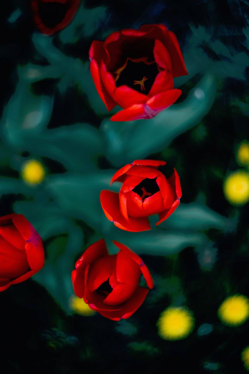 nature, flower, flowers, bloom, red, rose, plant, petals
, 