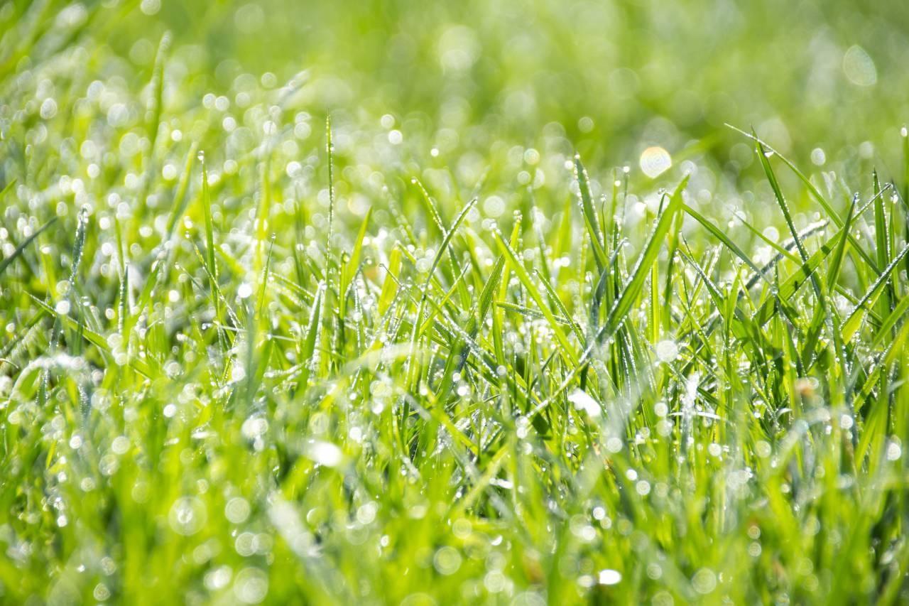 nature, grass, ground, wet, rain, water, droplets, bokeh, green
, 