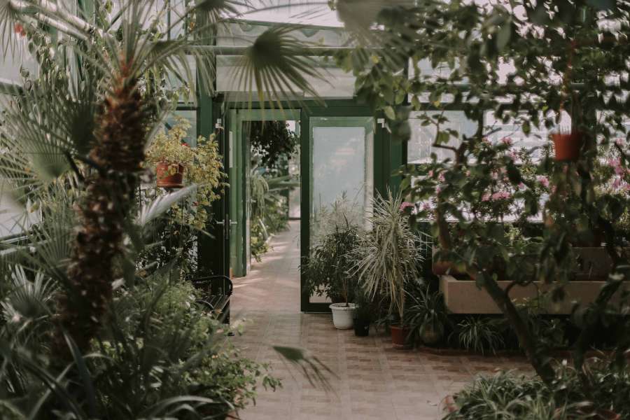 nature, landscape, shop, store, garden, trees, plants, green, leaves, flowerpot, vase
, 